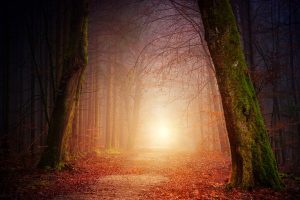 Path_nature-3151869_1280 Path_nature-3151869_1280